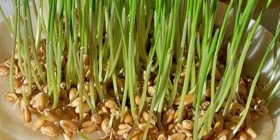 Le blé de la Sainte Barbe par par Véronique Pagnier via Wikimedia Commons