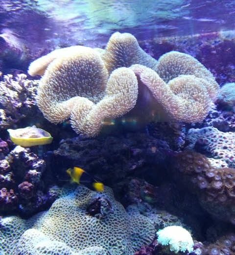Les coraux 