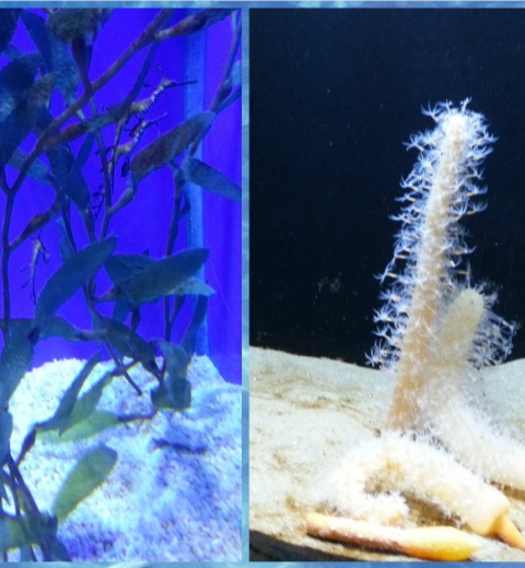 Hippocampes et concombres de mer