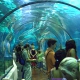 Le tunnel de l'aquarium par Olivier Bruchez via Flickr